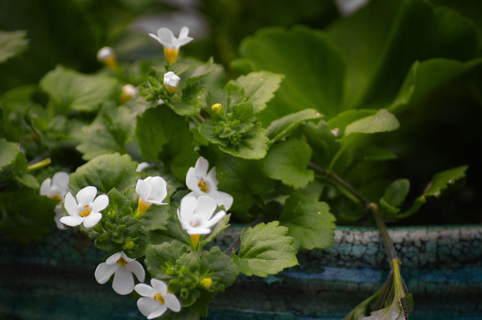 Bacopa