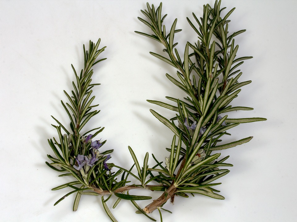 Rosemary